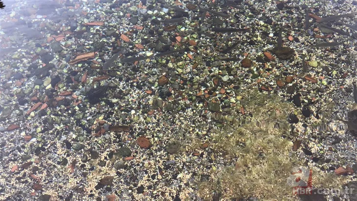 Avlanmasının günah olduğuna inanılıyor! Kars'ın gizemli balığı ...