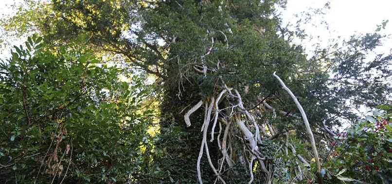 Türkiye’nin en geniş çaplı porsuk ağacı Artvin’de tescillendi