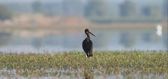 190 türde 23 bin 794 kuş halkalandı