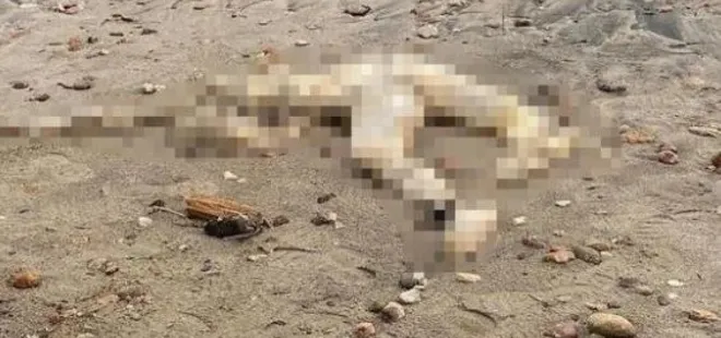 Muğla sahilde kan donduran cinayet! Kafası kesilip atılmış