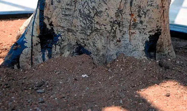 Mersin'deki Özgecan Aslan Barış Meydanı'ndaki ağacın nasıl zehirlendiği ortaya çıktı! CHP kumpasına fondaş çanak tuttu