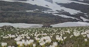 Van’da bir taraf bahar diğer taraf kar