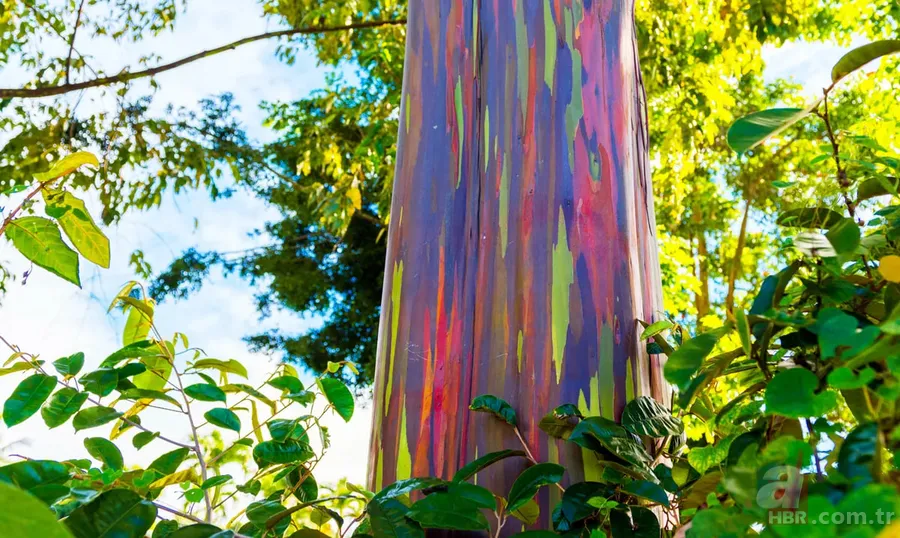 Görenler photoshop sanıyor! Gövdesi gökkuşağı rengi olan ağaç gerçek çıktı 1