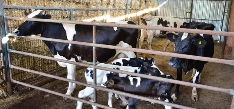 2022 Buzağı destekleri ne zaman yatacak? Buzağı desteği başvuruları başladı mı? İşte tarihler...