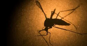 Zika virüsü engellenebilir