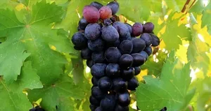 Kalp ve bağışıklık sistemini güçlendiren mucizevi meyve