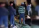 Çukura düşen büyükbaş hayvan kurtarıldı