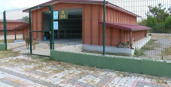 İBB hayvan barınağında dehşete düşüren görüntüler! STK'lar ayağa kalktı: Nasıl öldü o canlar? - 4