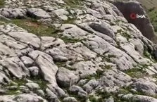 Dağ keçileri havadan görüntülendi