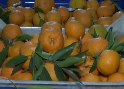 Yazın tarlada kışın serada üretim sürüyor