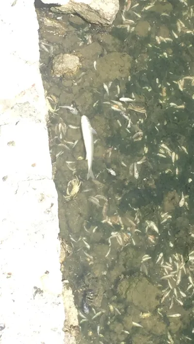 Küçükçekmece Gölü’nü kaderine terk eden CHP’li İBB’ye tepki: Marmara’yı da yok eder