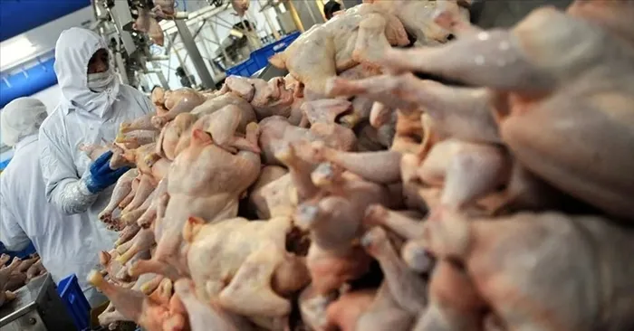 Son dakika | Ticaret Bakanlığı neşteri vurdu! Kanatlı et ihracatına sınırlama - 1
