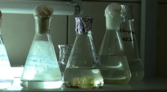 Marmara Denizi'nde salya araştırması! - 3