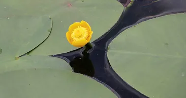 Bolu’da nilüferleri koparana dudak uçuklatan ceza!