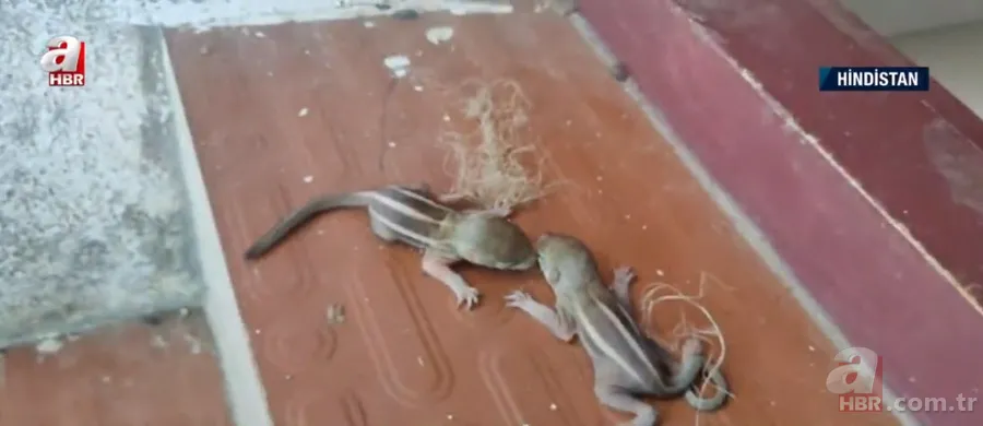 Kapıdan gelen sesler üzerine dışarıya çıkınca şoke oldu! İplik sarılı yumakta... 7