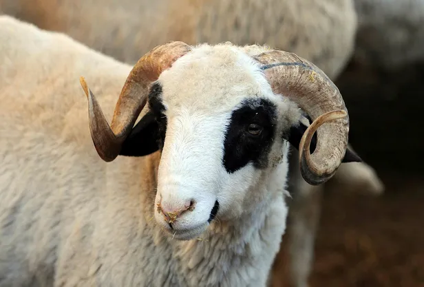 kurban-ne-zamana-kadar-kesilebilir-kurban-bayraminin-4-gunu-kurban-kesilir-mi-kurban-kesim-vakti-ne-zaman-bite-1657606601355.jpg Kurban ne zamana kadar kesilebilir? Kurban Bayramı'nın 4. günü kurban kesilir mi? Kurban kesim vakti ne zaman biter? - 6