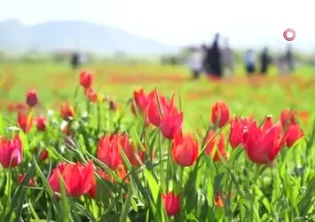 Muş’ta 20 günlük "lale devri" başladı