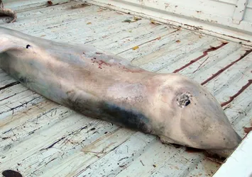 Mersin'de 200 kiloluk ölü yunus kıyıya vurdu