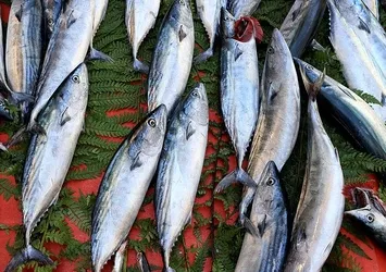 Tezgahlarda palamut bolluğu! 40 liraya düştü