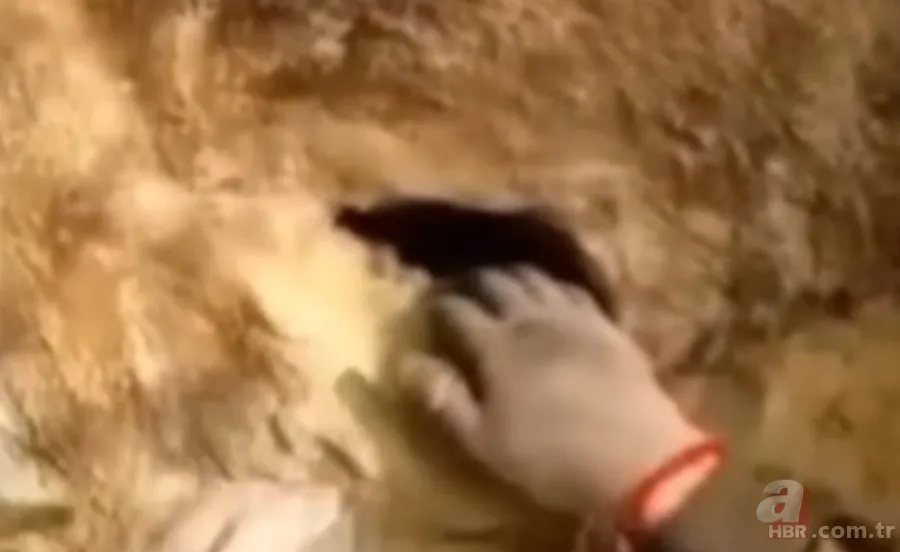 ''Defineyi koruyan yılan'' efsanesi gerçek oldu! Taş kesilmiş yılanın hikayesi ürküttü 13