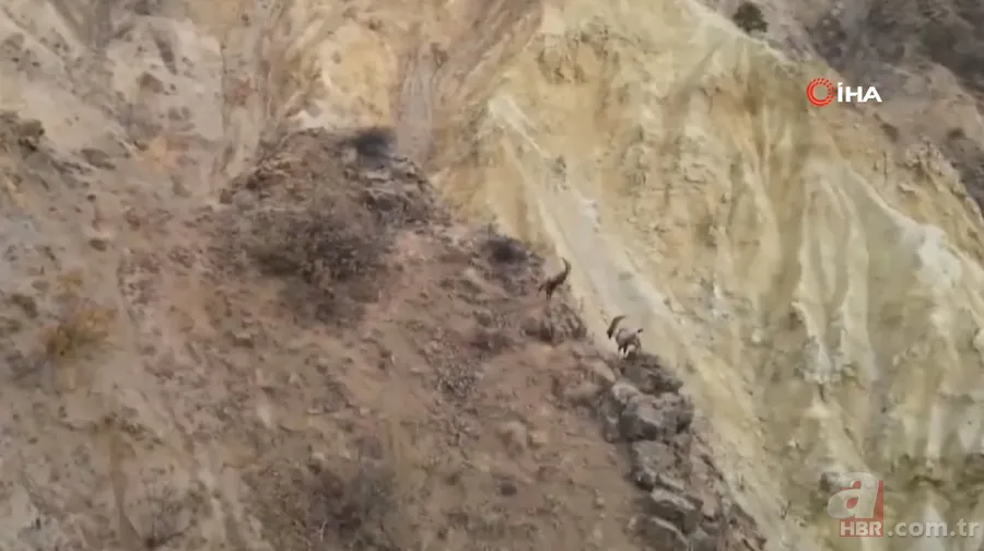 O ilimizde sürü halinde ortaya çıktılar! Karlı dağları aşarak… 21