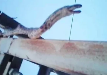 2 metrelik yılan 12 köyü elektiriksiz bıraktı
