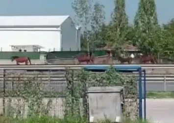 Bursa'da başıboş atlar kamerada
