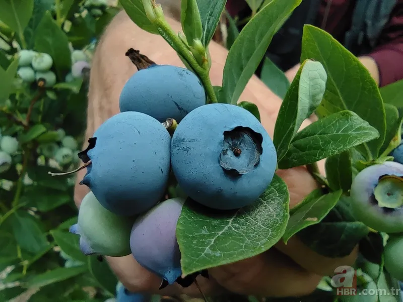 Nadir bulunan meyve türü kısa sürede zengin etti! Kilosunu 100 liradan satıyor 7