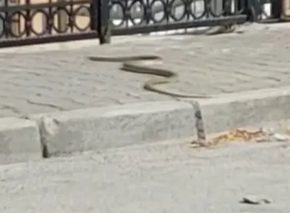Yılan neye uğradığını şaşırdı! Saksağanlara yem oluyordu... O anları vatandaş kaydetti: Görüyor musun?