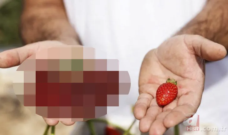 Yetiştirdiği çilek hayrete düşürdü! 45 günden fazla sürdü... Guinness Rekorlar Kitabı'na girdi 1