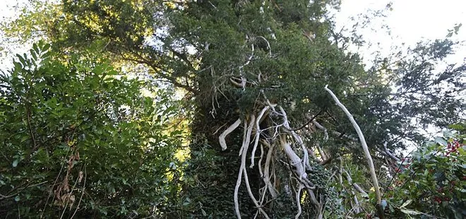 Türkiye’nin en geniş çaplı porsuk ağacı Artvin’de tescillendi