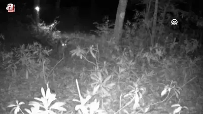 Karaca yavrusu annesiyle buluşturuldu