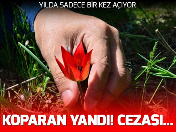 Drone ile çay servisi yapmayı denediler - 1