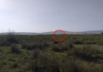 Çorum Valisi 'aslan' iddalarına nokta koydu: Emaresine rastlamadık