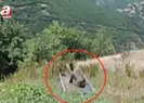 Yavru ayı gülümsetti