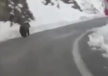 Tunceli'de kış erken geldi ayılar uyumayı unuttu