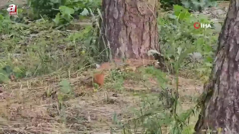 Sarıkamış’ta sevimli sincap kamerada