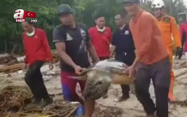 Dev kaplumbağa için seferber oldular