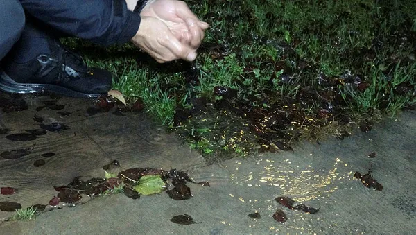 Türkiye kuraklık ile mücadele ederken CHP yağmurda çim suladı - 3