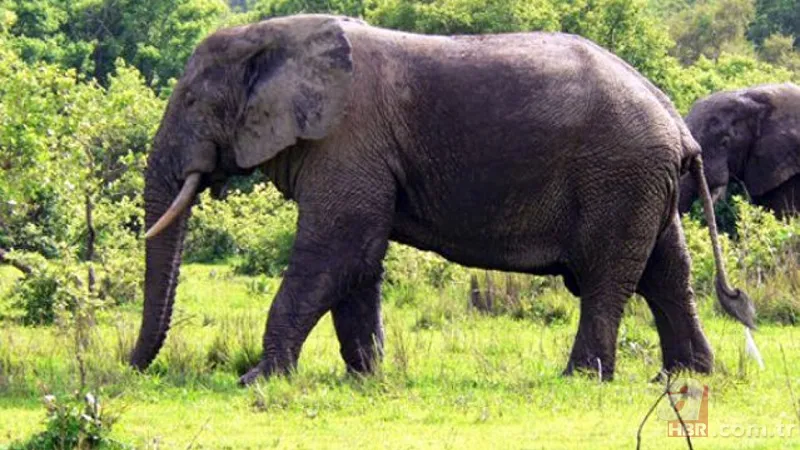 Bilim insanları geliştirdi! Artık uzaydan sayılabilecekler