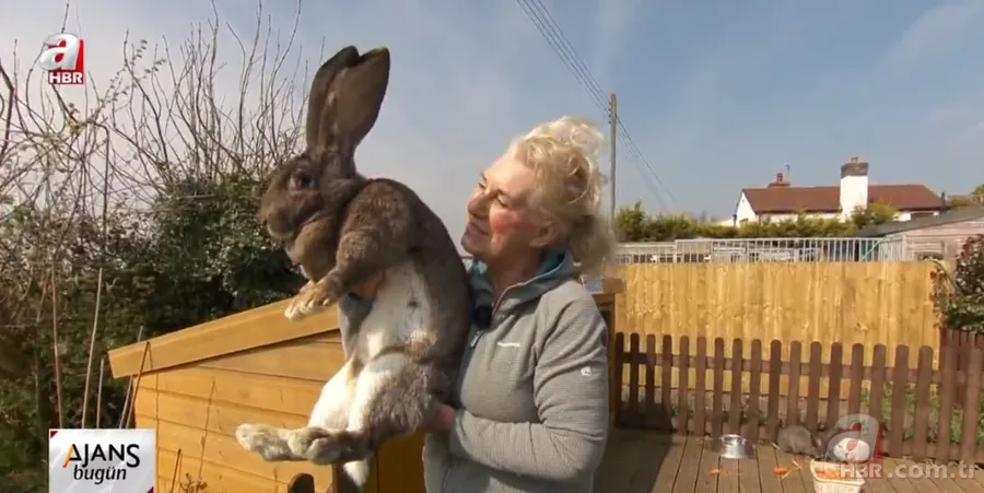 Dünyanın en büyük tavşanı çalındı! Getirine 11 bin TL ödül 5