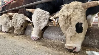 10 soruda kurban ibadetiyle ilgili doğru bilinen yanlışlar! Bayrama sayılı günler kala bu hatalara aman dikkat