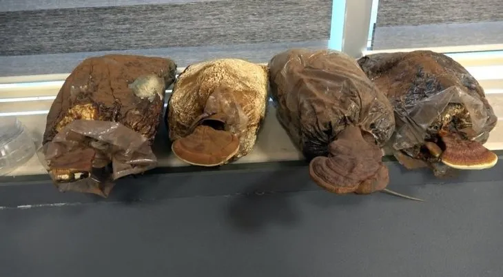 Ölümsüzlük mantarı nedir | Reishi mantarının faydaları nelerdir | Fiyatı dudak uçuklatıyor
