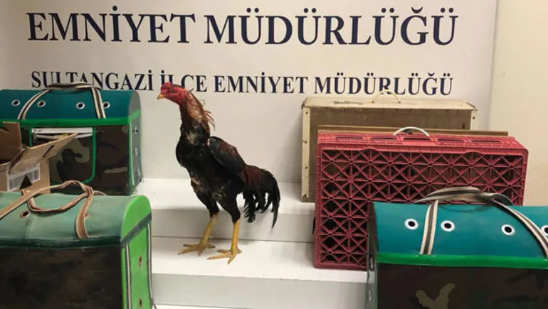 İstanbul’da horoz dövüştürenlere şok baskın! - 1