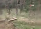 Hortum ağaçları kökünden söktü
