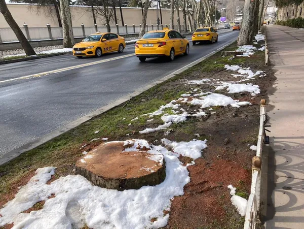 CHP’li İBB asırlık çınarları tek tek kesti! İhmal iddiası: Bakım budamaları hastalığın yayılmasına neden oldu