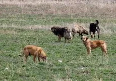 Başıboş köpek sorunu için yeni formül! Tarım ve Orman Bakanlığı çalışmaları hızlandırdı | İşte Meclis’e sunulan rapor