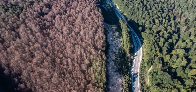 Kütahya ormanlarında tırtıl istilası