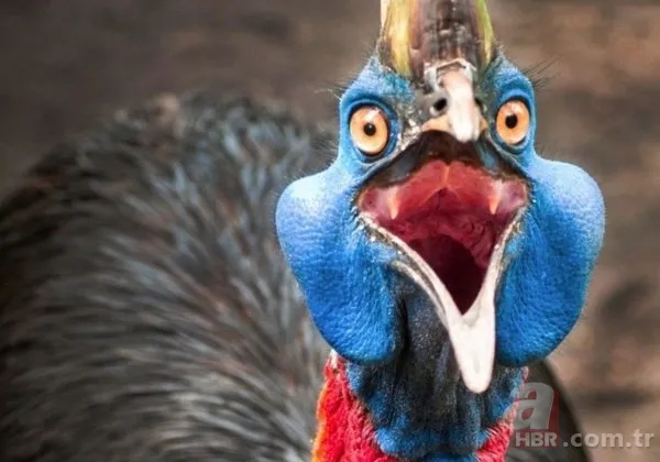 Köylüler ellerinde sopayla geziyor! Katil kuş özellikle sarışın kadınlara saldırıyor 11