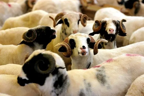 Kurbanlık küçükbaş büyükbaş fiyatları ne kadar 2020? Carrefoursa, BİM, 101 kurbanlık koç fiyatları...